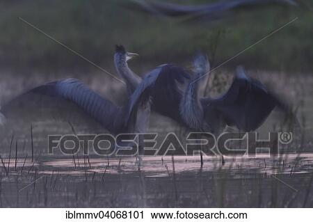 "Grey Herons (Ardea cinerea), two herons fighting whilst standing in the water, intentional motion blur, Middle Elbe Biosphere Reserve, Dessau-Rosslau, Saxony-Anhalt, Germany, Europe" View Large Photo Image Stock Image - "Grey Herons (Ardea cinerea), two herons fighting whilst standing in the water, intentional motion blur, Middle Elbe Biosphere Reserve, Dessau-Rosslau, Saxony-Anhalt, Germany, Europe". Fotosearch