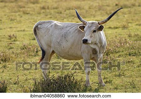 "Grey Hungarian Grey cattle, National Park Lake Neusiedl, Seewinkel, Northern Burgenland, Burgenland, Austria, Europe" View Large Photo Image Stock Image - "Grey Hungarian Grey cattle, National Park Lake Neusiedl, Seewinkel, Northern Burgenland, Burgenland, Austria, Europe". Fotosearch
