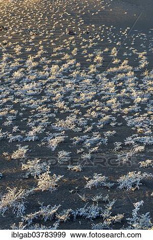 "Grey Matplant (Tiquilia nesiotica), Bartolome Island, Galapagos, Unesco World Heritage Site, Ecuador, South America" View Large Photo Image Stock Photo - "Grey Matplant (Tiquilia nesiotica), Bartolome Island, Galapagos, Unesco World Heritage Site, Ecuador, South America". Fotosearch