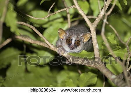 "Grey Mouse Lemur (Microcebus murinus), adult, climbing on branches at night, Berenty Reserve, Madagascar, Africa" View Large Photo Image Stock Image - "Grey Mouse Lemur (Microcebus murinus), adult, climbing on branches at night, Berenty Reserve, Madagascar, Africa". Fotosearch