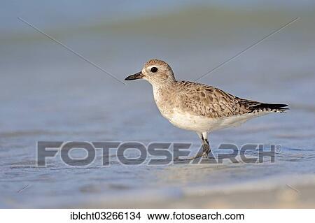 "Grey Plover (Pluvialis squatarola) in winter plumage, Sanibel Island, Florida, United States, North America" View Large Photo Image Picture - "Grey Plover (Pluvialis squatarola) in winter plumage, Sanibel Island, Florida, United States, North America". Fotosearch