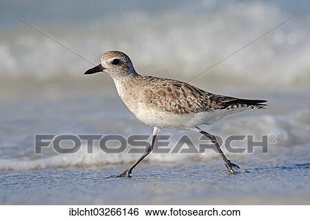 "Grey Plover (Pluvialis squatarola) in winter plumage, Sanibel Island, Florida, United States, North America" View Large Photo Image Stock Photograph - "Grey Plover (Pluvialis squatarola) in winter plumage, Sanibel Island, Florida, United States, North America". Fotosearch