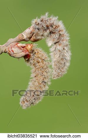 "Grey Poplar (Populus canescens), male flowers, North Rhine-Westphalia, Germany, Europe" View Large Photo Image Stock Image - "Grey Poplar (Populus canescens), male flowers, North Rhine-Westphalia, Germany, Europe". Fotosearch