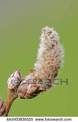"Grey Poplar (Populus canescens), male flower, North Rhine-Westphalia, Germany, Europe" View Large Photo Image Stock Photography - "Grey Poplar (Populus canescens), male flower, North Rhine-Westphalia, Germany, Europe". Fotosearch