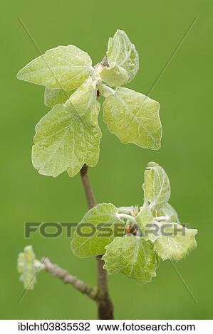 "Grey Poplar (Populus canescens), young leaves, North Rhine-Westphalia, Germany, Europe" View Large Photo Image Stock Image - "Grey Poplar (Populus canescens), young leaves, North Rhine-Westphalia, Germany, Europe". Fotosearch