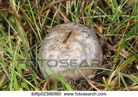"Grey Puffball (Bovista plumbea), fruiting body, growing on coastal dune slack, Studland, Isle of Purbeck, Dorset, England, United Kingdom, Europe" View Large Photo Image Stock Image - "Grey Puffball (Bovista plumbea), fruiting body, growing on coastal dune slack, Studland, Isle of Purbeck, Dorset, England, United Kingdom, Europe". Fotosearch