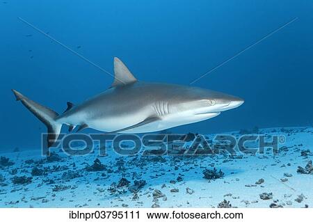 "Grey Reef Shark (Carcharhinus amblyrhynchos) swimming above sandy sea floor, UNESCO World Heritage Site, Great Barrier Reef, Australia, Pacific Ocean, Oceania" View Large Photo Image Stock Image - "Grey Reef Shark (Carcharhinus amblyrhynchos) swimming above sandy sea floor, UNESCO World Heritage Site, Great Barrier Reef, Australia, Pacific Ocean, Oceania". Fotosearch