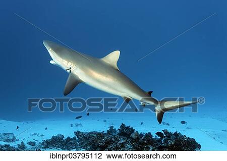 "Grey Reef Shark (Carcharhinus amblyrhynchos) at cleaning station with a Bluestreak Cleaner Wrasse (Labroides dimidiatus), on a sandy sea floor, UNESCO World Heritage Site, Great Barrier Reef, Australia, Pacific Ocean, Oceania" View Large Photo Image Stock Image - "Grey Reef Shark (Carcharhinus amblyrhynchos) at cleaning station with a Bluestreak Cleaner Wrasse (Labroides dimidiatus), on a sandy sea floor, UNESCO World Heritage Site, Great Barrier Reef, Australia, Pacific Ocean, Oceania". Fotosearch