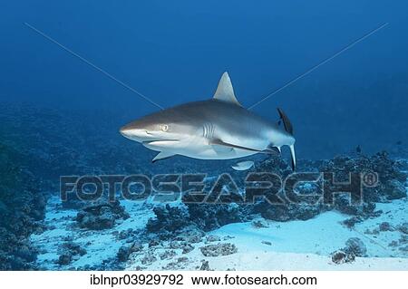 "Grey Reef Shark (Carcharhinus amblyrhynchos) over a sandy sea bottom, Bora Bora, Leeward Islands, Society Islands, French Polynesia, France, Oceania" View Large Photo Image Stock Image - "Grey Reef Shark (Carcharhinus amblyrhynchos) over a sandy sea bottom, Bora Bora, Leeward Islands, Society Islands, French Polynesia, France, Oceania". Fotosearch