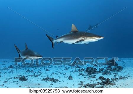 "Grey Reef Sharks (Carcharhinus amblyrhynchos) over a sandy sea bottom, Bora Bora, Leeward Islands, Society Islands, French Polynesia, France, Oceania" View Large Photo Image Stock Image - "Grey Reef Sharks (Carcharhinus amblyrhynchos) over a sandy sea bottom, Bora Bora, Leeward Islands, Society Islands, French Polynesia, France, Oceania". Fotosearch