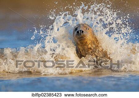 "Grey Seal (Halichoerus grypus), adult, splashing in surf, Donna Nook, Lincolnshire, England, United Kingdom, Europe" View Large Photo Image Stock Image - "Grey Seal (Halichoerus grypus), adult, splashing in surf, Donna Nook, Lincolnshire, England, United Kingdom, Europe". Fotosearch