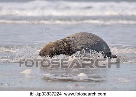 "Grey Seal (Halichoerus grypus), bull, Heligoland, Schleswig-Holstein, Germany, Europe" View Large Photo Image Picture - "Grey Seal (Halichoerus grypus), bull, Heligoland, Schleswig-Holstein, Germany, Europe". Fotosearch