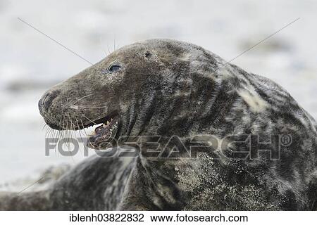 "Grey Seal (Halichoerus grypus), bull, Heligoland Dune, Schleswig-Holstein, Germany, Europe" View Large Photo Image Stock Image - "Grey Seal (Halichoerus grypus), bull, Heligoland Dune, Schleswig-Holstein, Germany, Europe". Fotosearch