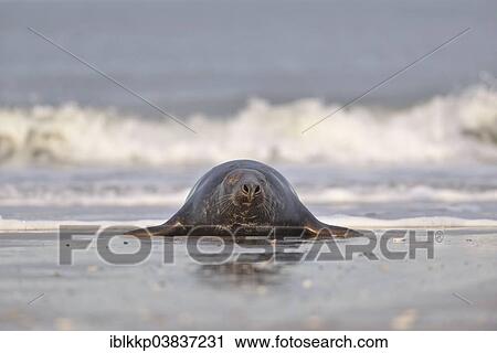 "Grey Seal (Halichoerus grypus), bull, Heligoland, Schleswig-Holstein, Germany, Europe" View Large Photo Image Stock Image - "Grey Seal (Halichoerus grypus), bull, Heligoland, Schleswig-Holstein, Germany, Europe". Fotosearch