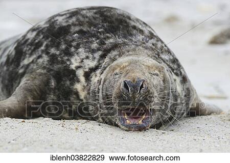 "Grey Seal (Halichoerus grypus), bull, Heligoland Dune, Schleswig-Holstein, Germany, Europe" View Large Photo Image Stock Photo - "Grey Seal (Halichoerus grypus), bull, Heligoland Dune, Schleswig-Holstein, Germany, Europe". Fotosearch