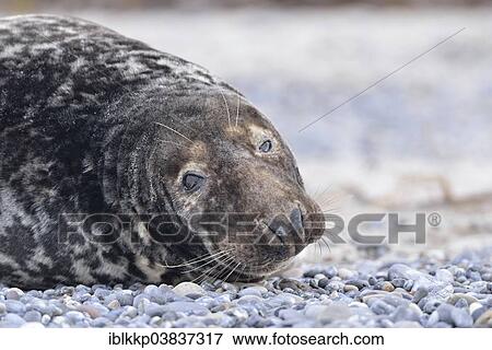 "Grey Seal (Halichoerus grypus), bull, Heligoland, Schleswig-Holstein, Germany, Europe" View Large Photo Image Stock Photo - "Grey Seal (Halichoerus grypus), bull, Heligoland, Schleswig-Holstein, Germany, Europe". Fotosearch