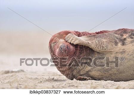 "Grey Seal (Halichoerus grypus), bull, covered in blood, Heligoland, Schleswig-Holstein, Germany, Europe" View Large Photo Image Stock Photo - "Grey Seal (Halichoerus grypus), bull, covered in blood, Heligoland, Schleswig-Holstein, Germany, Europe". Fotosearch