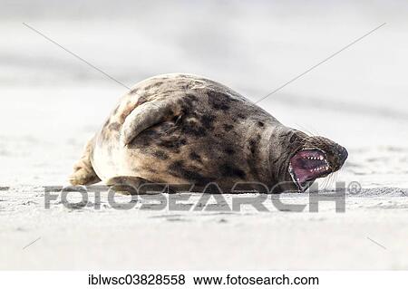 "Grey Seal (Halichoerus grypus), bull, Heligoland Dune, Schleswig-Holstein, Germany, Europe" View Large Photo Image Stock Photo - "Grey Seal (Halichoerus grypus), bull, Heligoland Dune, Schleswig-Holstein, Germany, Europe". Fotosearch