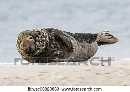 "Grey Seal (Halichoerus grypus), bull, Heligoland Dune, Schleswig-Holstein, Germany, Europe" View Large Photo Image Stock Photo - "Grey Seal (Halichoerus grypus), bull, Heligoland Dune, Schleswig-Holstein, Germany, Europe". Fotosearch