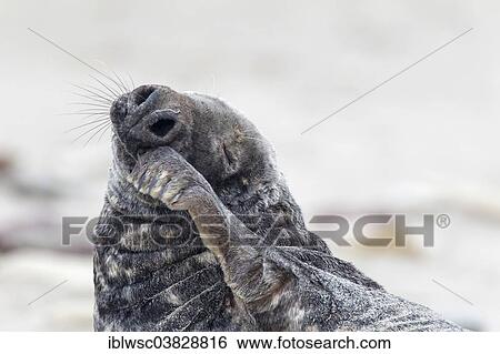 "Grey Seal (Halichoerus grypus), bull, Heligoland Dune, Schleswig-Holstein, Germany, Europe" View Large Photo Image Stock Photograph - "Grey Seal (Halichoerus grypus), bull, Heligoland Dune, Schleswig-Holstein, Germany, Europe". Fotosearch