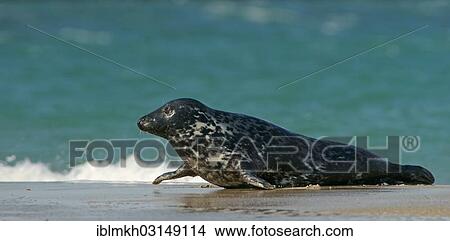 Picture - "Grey Seal (Halichoerus grypus), Dune island, Helgoland, Schleswig-Holstein, Germany, Europe". Fotosearch