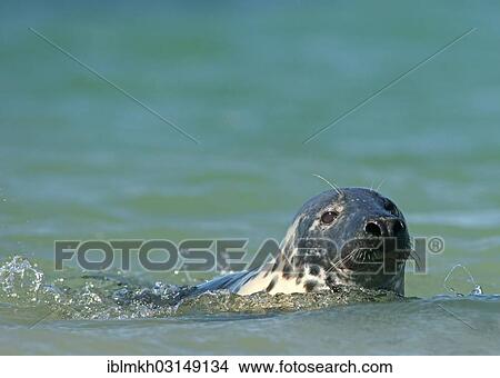 "Grey Seal (Halichoerus grypus), Dune island, Helgoland, Schleswig-Holstein, Germany, Europe" View Large Photo Image Picture - "Grey Seal (Halichoerus grypus), Dune island, Helgoland, Schleswig-Holstein, Germany, Europe". Fotosearch