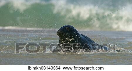 "Grey Seal (Halichoerus grypus), Dune island, Helgoland, Schleswig-Holstein, Germany, Europe" View Large Photo Image Picture - "Grey Seal (Halichoerus grypus), Dune island, Helgoland, Schleswig-Holstein, Germany, Europe". Fotosearch