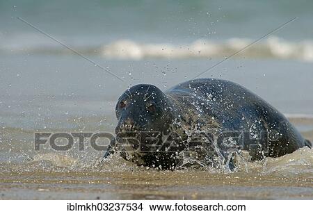 "Grey Seal (Halichoerus grypus), Dune island, Helgoland, Schleswig-Holstein, Germany, Europe" View Large Photo Image Picture - "Grey Seal (Halichoerus grypus), Dune island, Helgoland, Schleswig-Holstein, Germany, Europe". Fotosearch