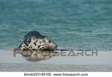 "Grey Seal (Halichoerus grypus), Dune island, Helgoland, Schleswig-Holstein, Germany, Europe" View Large Photo Image Stock Image - "Grey Seal (Halichoerus grypus), Dune island, Helgoland, Schleswig-Holstein, Germany, Europe". Fotosearch