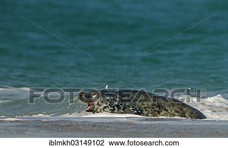 Stock Image - "Grey Seal (Halichoerus grypus), Dune island, Helgoland, Schleswig-Holstein, Germany, Europe". Fotosearch