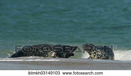 "Grey Seal (Halichoerus grypus), Dune island, Helgoland, Schleswig-Holstein, Germany, Europe" View Large Photo Image Stock Image - "Grey Seal (Halichoerus grypus), Dune island, Helgoland, Schleswig-Holstein, Germany, Europe". Fotosearch