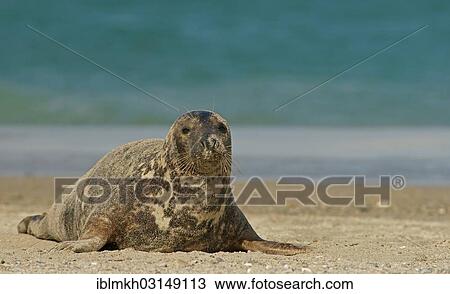"Grey Seal (Halichoerus grypus), Dune island, Helgoland, Schleswig-Holstein, Germany, Europe" View Large Photo Image Stock Image - "Grey Seal (Halichoerus grypus), Dune island, Helgoland, Schleswig-Holstein, Germany, Europe". Fotosearch