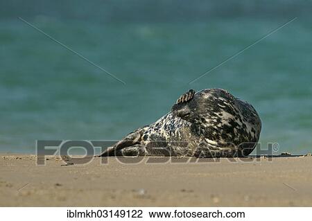 "Grey Seal (Halichoerus grypus), Dune island, Helgoland, Schleswig-Holstein, Germany, Europe" View Large Photo Image Stock Image - "Grey Seal (Halichoerus grypus), Dune island, Helgoland, Schleswig-Holstein, Germany, Europe". Fotosearch
