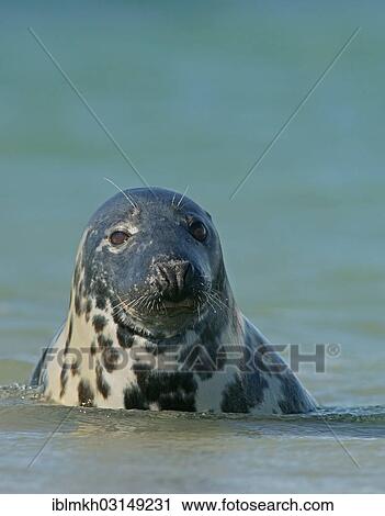 "Grey Seal (Halichoerus grypus), Dune island, Helgoland, Schleswig-Holstein, Germany, Europe" View Large Photo Image Stock Image - "Grey Seal (Halichoerus grypus), Dune island, Helgoland, Schleswig-Holstein, Germany, Europe". Fotosearch
