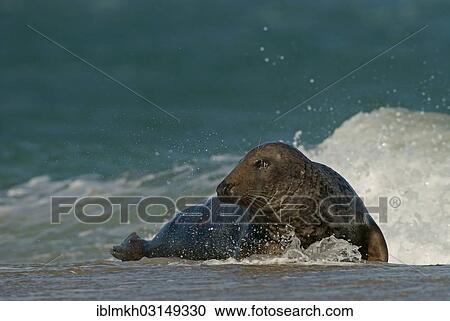 Stock Image - "Grey Seal (Halichoerus grypus), Dune island, Helgoland, Schleswig-Holstein, Germany, Europe". Fotosearch