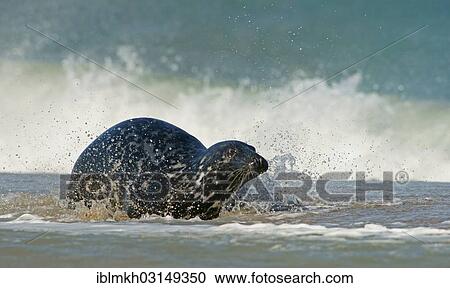 "Grey Seal (Halichoerus grypus), Dune island, Helgoland, Schleswig-Holstein, Germany, Europe" View Large Photo Image Stock Image - "Grey Seal (Halichoerus grypus), Dune island, Helgoland, Schleswig-Holstein, Germany, Europe". Fotosearch