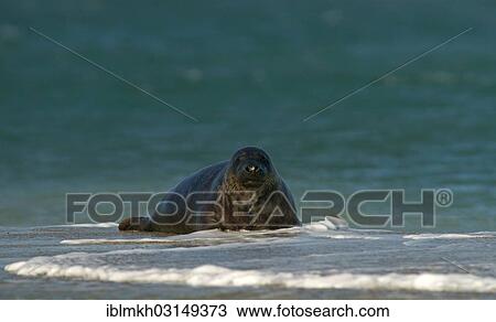 "Grey Seal (Halichoerus grypus), Dune island, Helgoland, Schleswig-Holstein, Germany, Europe" View Large Photo Image Stock Image - "Grey Seal (Halichoerus grypus), Dune island, Helgoland, Schleswig-Holstein, Germany, Europe". Fotosearch