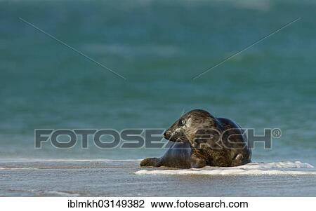 "Grey Seal (Halichoerus grypus), Dune island, Helgoland, Schleswig-Holstein, Germany, Europe" View Large Photo Image Stock Image - "Grey Seal (Halichoerus grypus), Dune island, Helgoland, Schleswig-Holstein, Germany, Europe". Fotosearch