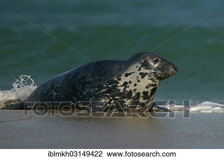 "Grey Seal (Halichoerus grypus), Dune island, Helgoland, Schleswig-Holstein, Germany, Europe" View Large Photo Image Stock Image - "Grey Seal (Halichoerus grypus), Dune island, Helgoland, Schleswig-Holstein, Germany, Europe". Fotosearch