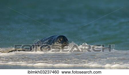"Grey Seal (Halichoerus grypus), Dune island, Helgoland, Schleswig-Holstein, Germany, Europe" View Large Photo Image Stock Image - "Grey Seal (Halichoerus grypus), Dune island, Helgoland, Schleswig-Holstein, Germany, Europe". Fotosearch