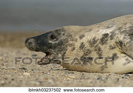 Stock Image - "Grey Seal (Halichoerus grypus), Dune island, Helgoland, Schleswig-Holstein, Germany, Europe". Fotosearch