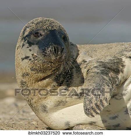 "Grey Seal (Halichoerus grypus), Dune island, Helgoland, Schleswig-Holstein, Germany, Europe" View Large Photo Image Stock Image - "Grey Seal (Halichoerus grypus), Dune island, Helgoland, Schleswig-Holstein, Germany, Europe". Fotosearch