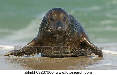 Stock Image - "Grey Seal (Halichoerus grypus), Dune island, Helgoland, Schleswig-Holstein, Germany, Europe". Fotosearch