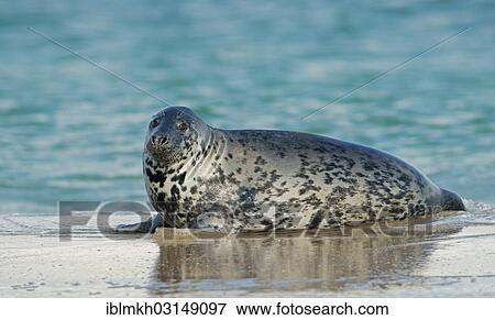 "Grey Seal (Halichoerus grypus), Dune island, Helgoland, Schleswig-Holstein, Germany, Europe" View Large Photo Image Stock Photo - "Grey Seal (Halichoerus grypus), Dune island, Helgoland, Schleswig-Holstein, Germany, Europe". Fotosearch