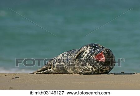 "Grey Seal (Halichoerus grypus), Dune island, Helgoland, Schleswig-Holstein, Germany, Europe" View Large Photo Image Stock Photo - "Grey Seal (Halichoerus grypus), Dune island, Helgoland, Schleswig-Holstein, Germany, Europe". Fotosearch