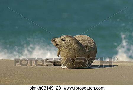 Stock Photo - "Grey Seal (Halichoerus grypus), Dune island, Helgoland, Schleswig-Holstein, Germany, Europe". Fotosearch