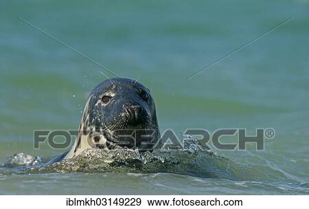 "Grey Seal (Halichoerus grypus), Dune island, Helgoland, Schleswig-Holstein, Germany, Europe" View Large Photo Image Stock Photo - "Grey Seal (Halichoerus grypus), Dune island, Helgoland, Schleswig-Holstein, Germany, Europe". Fotosearch