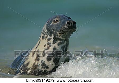 "Grey Seal (Halichoerus grypus), Dune island, Helgoland, Schleswig-Holstein, Germany, Europe" View Large Photo Image Stock Photo - "Grey Seal (Halichoerus grypus), Dune island, Helgoland, Schleswig-Holstein, Germany, Europe". Fotosearch