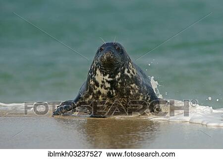 "Grey Seal (Halichoerus grypus), Dune island, Helgoland, Schleswig-Holstein, Germany, Europe" View Large Photo Image Stock Photo - "Grey Seal (Halichoerus grypus), Dune island, Helgoland, Schleswig-Holstein, Germany, Europe". Fotosearch