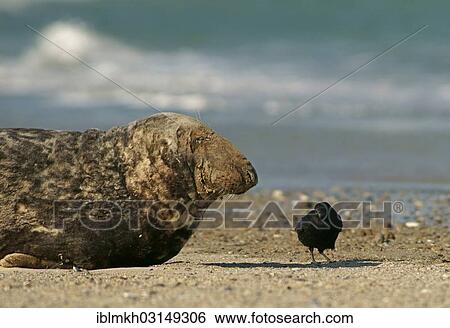 Stock Photograph - "Grey Seal (Halichoerus grypus), Dune island, Helgoland, Schleswig-Holstein, Germany, Europe". Fotosearch